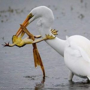 Meet your Posher, Mula